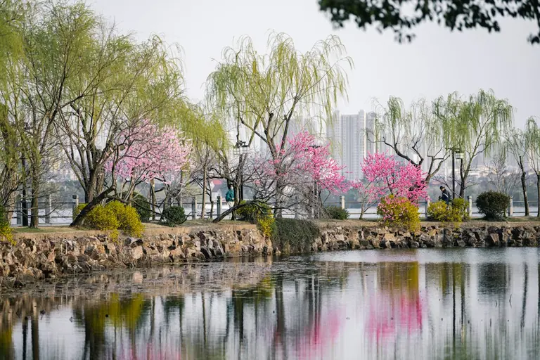 a body of water surrounded by trees with pink flowers