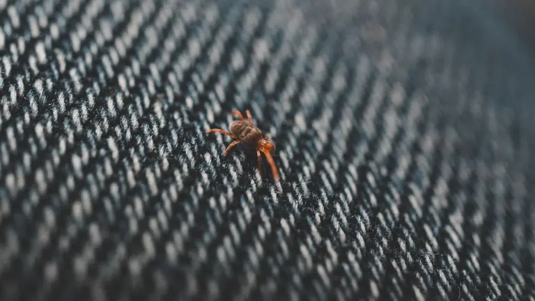 Macro shot of a small spider on blue denim fabric, showcasing texture and detail.