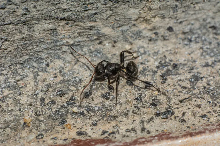 Detailed macro shot of a black ant on textured stone surface in Minas Gerais, Brasil.