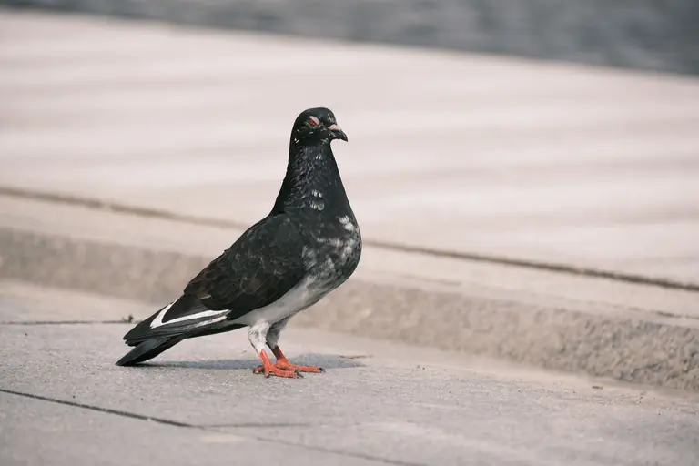 A pigeon standing on city pavement, showcasing its unique plumage and calm demeanor.