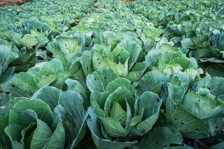 Expansive view of a lush cabbage field ripe for harvest in Sri Lanka.