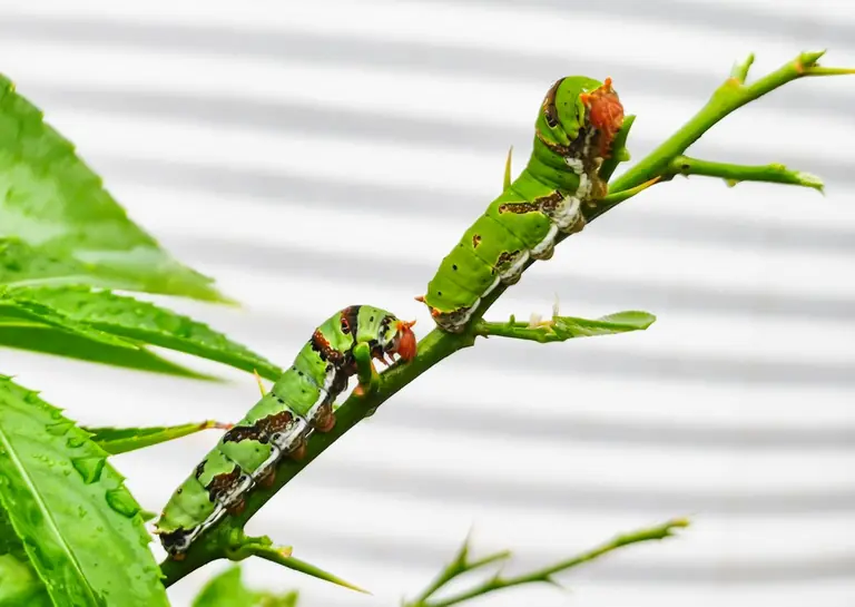 A close up of a plant with a bug on it