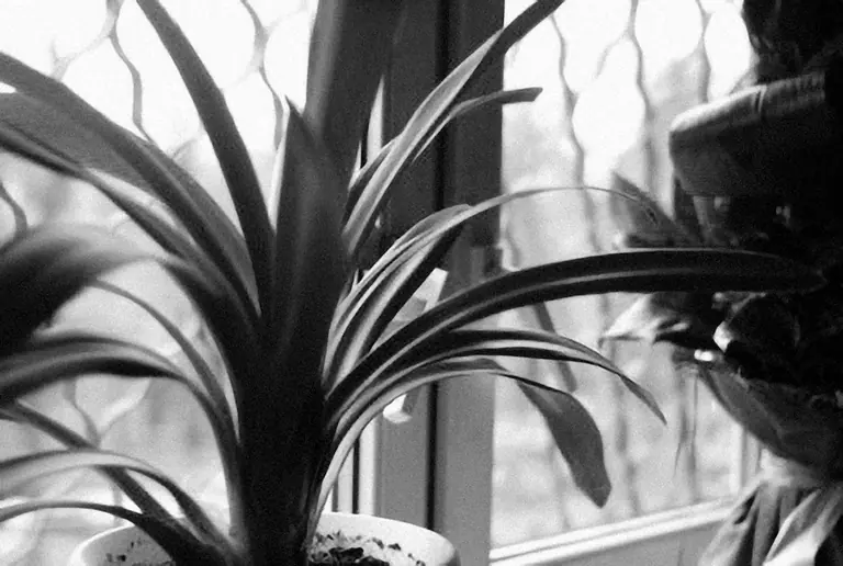 a potted plant sitting next to a window