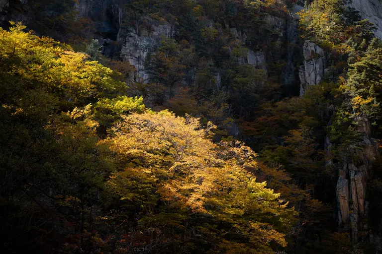 Golden autumn leaves bathed in sunlight on a craggy mountainside, showcasing stunning natural scenery.