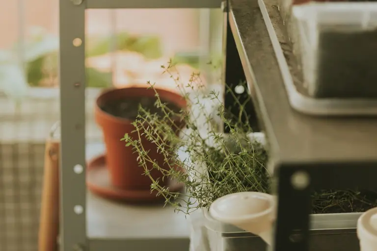 A cozy indoor herb garden with potted thyme on a metal shelf, soft natural light.