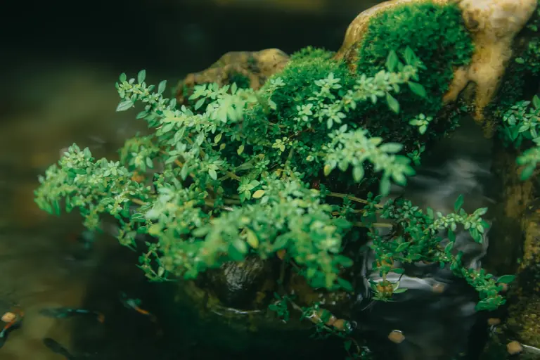 Vibrant green plants growing on mossy rocks in a tranquil garden environment.