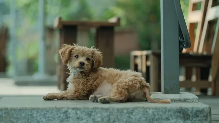 A cute fluffy puppy lying on a patio step, outdoors in a serene setting.