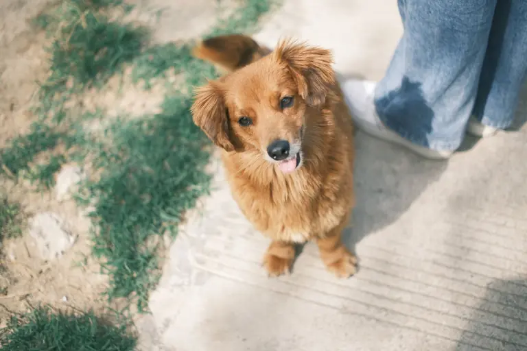 Adorable golden retriever puppy sitting on pavement beside person's legs outdoors.