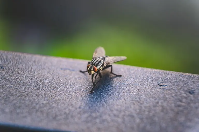 Detailed macro image of a housefly perched on a surface, showcasing its intricate features.
