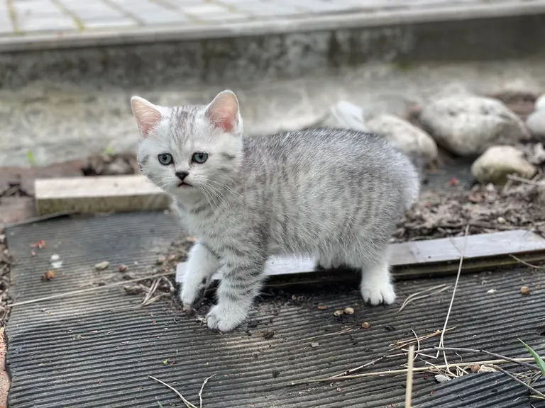 Cute grey and white kitten exploring outside on a stone pathway, looking curiously at the camera.