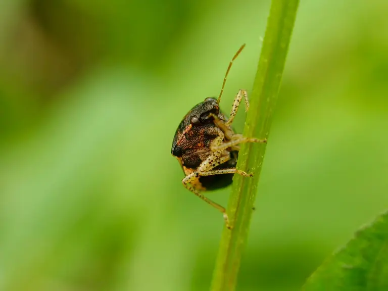 Detailed macro of a sap-feeding bug on a green leaf in West Java, Indonesia
