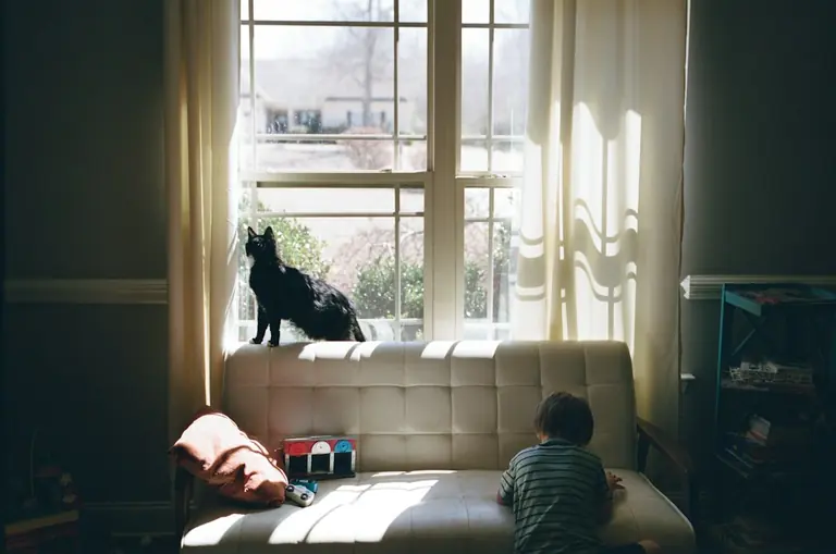 A black cat looks out the window.