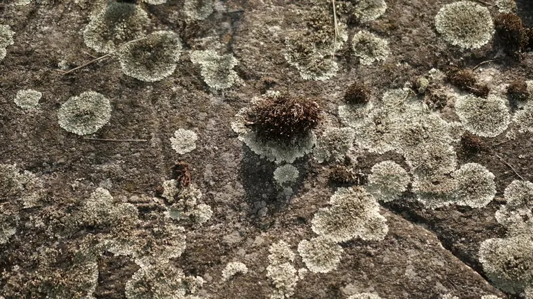 a rock covered in lichen and moss