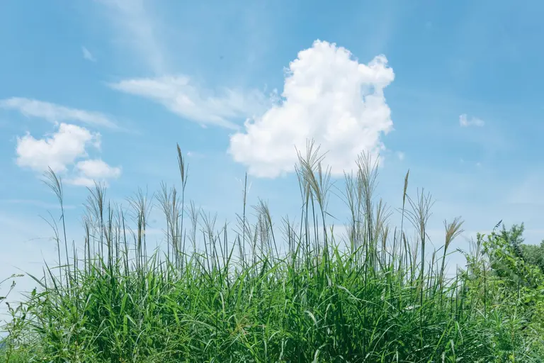 Lush green grass against a bright blue sky with fluffy clouds, depicting a sunny countryside setting.