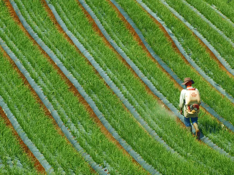 A farmer sprays crops in a lush green field in West Sumatra, showcasing agricultural practices.