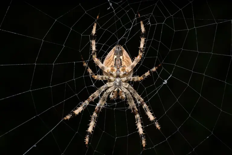 Detailed shot of an Araneus diadematus spider on its web during daytime outdoors.