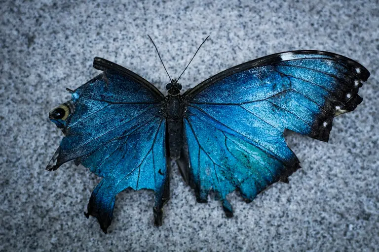 blue and black butterfly