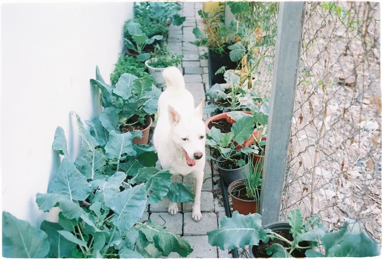 A white dog walking on a brick path surrounded by potted plants and greenery in a garden.