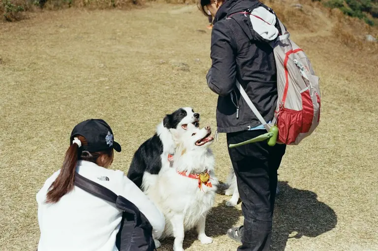 A woman with a backpack and two dogs