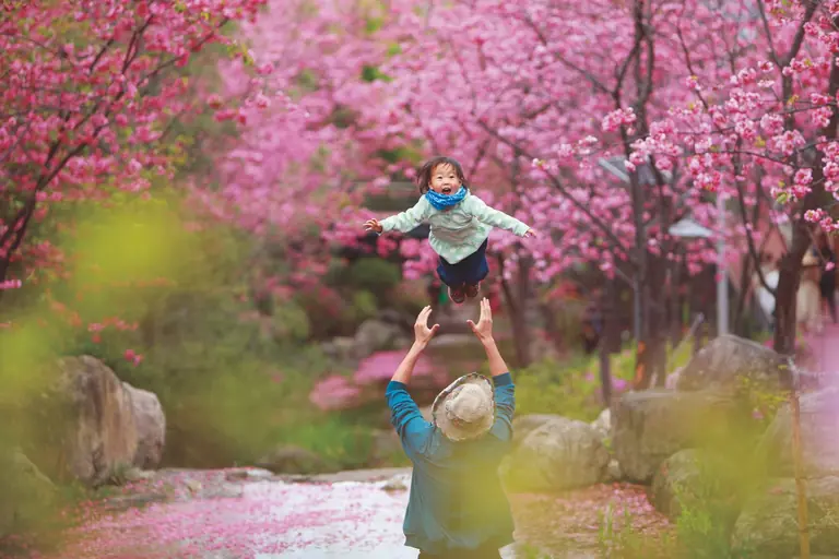 A cheerful moment captured in a park with blooming cherry blossoms and playful interaction.