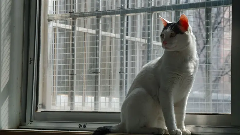 A white cat with black markings sits by a sunny window inside a building.