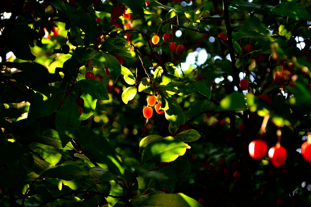 Red berries on a green tree, sunlight shining.